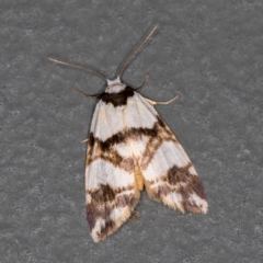 Thallarcha albicollis (Crossed Footman) at Melba, ACT - 19 Nov 2020 by Bron