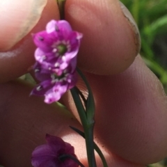 Arthropodium minus (Small Vanilla Lily) at Murrumbateman, NSW - 7 Oct 2020 by ALCaston