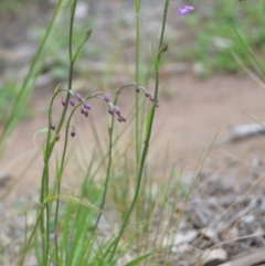 Arthropodium minus at Murrumbateman, NSW - 7 Oct 2020 07:10 AM