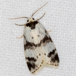 Thallarcha sparsana at Melba, ACT - 20 Nov 2020 01:50 AM