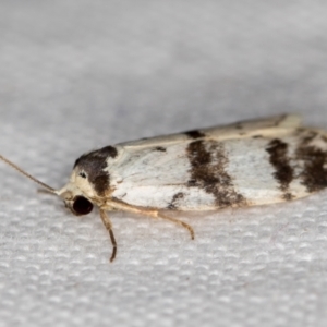 Thallarcha sparsana at Melba, ACT - 20 Nov 2020 01:50 AM