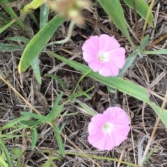 Convolvulus angustissimus subsp. angustissimus (Australian Bindweed) at Murrumbateman, NSW - 6 Oct 2019 by ALCaston