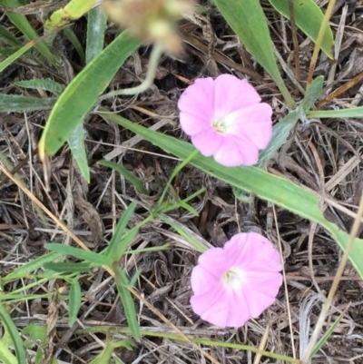 Convolvulus angustissimus subsp. angustissimus (Australian Bindweed) at Murrumbateman, NSW - 6 Oct 2019 by ALCaston