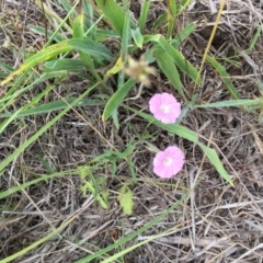 Convolvulus angustissimus subsp. angustissimus at Murrumbateman, NSW - 6 Oct 2019