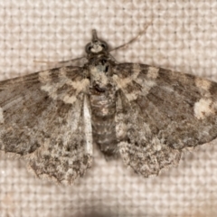 Pasiphilodes testulata (Pome looper) at Melba, ACT - 19 Nov 2020 by Bron