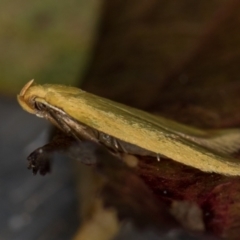 Aeolothapsa malacella (A Concealer moth) at Melba, ACT - 20 Nov 2020 by Bron