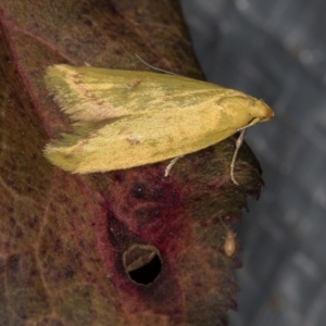 Aeolothapsa malacella at Melba, ACT - 20 Nov 2020