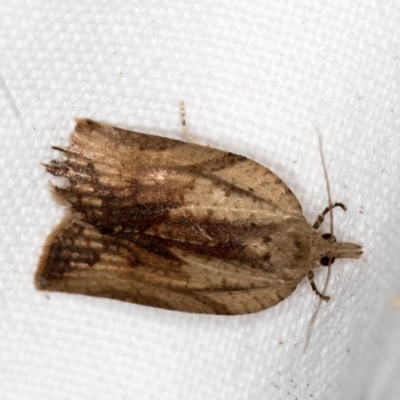 Epiphyas postvittana (Light Brown Apple Moth) at Melba, ACT - 20 Nov 2020 by Bron