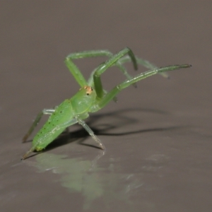 Cetratus rubropunctatus at Acton, ACT - 25 May 2021