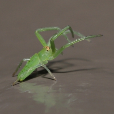 Cetratus rubropunctatus (Long green crab spider) at Acton, ACT - 25 May 2021 by TimL