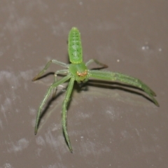 Cetratus rubropunctatus at Acton, ACT - 25 May 2021