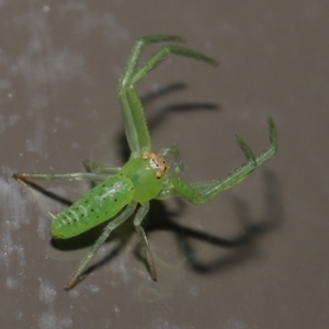 Cetratus rubropunctatus at Acton, ACT - 25 May 2021