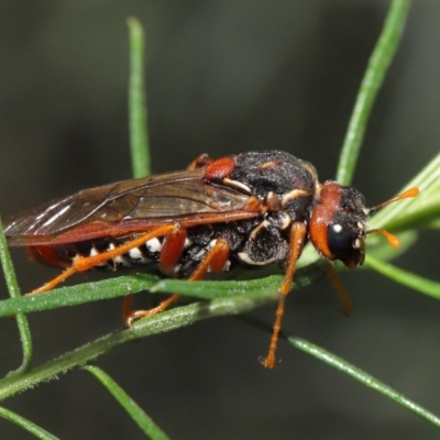 Pergagrapta bella (A sawfly) at ANBG - 9 May 2021 by TimL