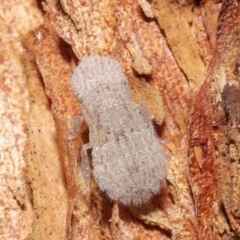 Ledrinae (subfamily) (A Flat-headed Leafhopper) at ANBG - 9 May 2021 by TimL