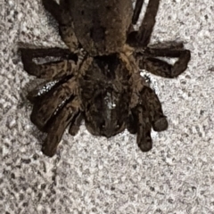 Venatrix sp. (genus) (Unidentified Venatrix wolf spider) at Farrer, ACT - 25 May 2021 by CMP