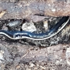 Caenoplana coerulea (Blue Planarian, Blue Garden Flatworm) at Bruce, ACT - 25 May 2021 by trevorpreston