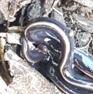 Caenoplana coerulea at Bruce, ACT - 25 May 2021