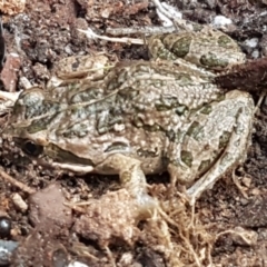 Limnodynastes tasmaniensis (Spotted Grass Frog) at Bruce Ridge - 25 May 2021 by trevorpreston