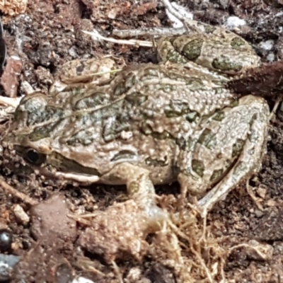 Limnodynastes tasmaniensis (Spotted Grass Frog) at Bruce Ridge - 25 May 2021 by trevorpreston