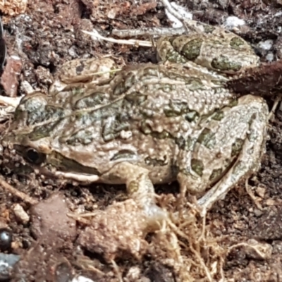 Limnodynastes tasmaniensis (Spotted Grass Frog) at Bruce, ACT - 25 May 2021 by trevorpreston