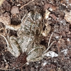 Limnodynastes tasmaniensis at Bruce, ACT - 25 May 2021 04:01 PM