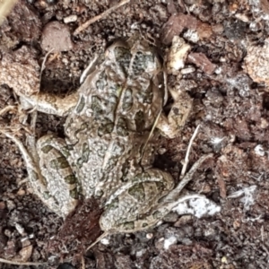 Limnodynastes tasmaniensis at Bruce, ACT - 25 May 2021 04:01 PM