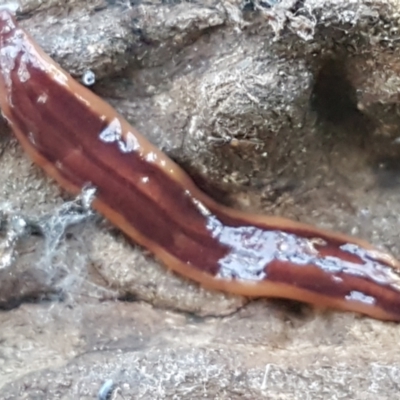 Anzoplana trilineata (A Flatworm) at Bruce Ridge - 25 May 2021 by trevorpreston