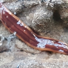 Anzoplana trilineata (A Flatworm) at Bruce, ACT - 25 May 2021 by trevorpreston