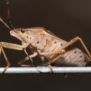 Poecilometis strigatus at Downer, ACT - 9 May 2021