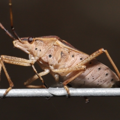 Poecilometis strigatus (Gum Tree Shield Bug) at Downer, ACT - 9 May 2021 by TimL