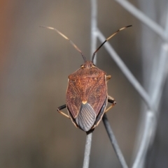 Poecilometis strigatus at Downer, ACT - 9 May 2021