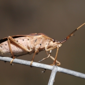 Poecilometis strigatus at Downer, ACT - 9 May 2021