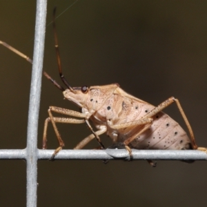 Poecilometis strigatus at Downer, ACT - 9 May 2021