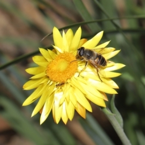 Eristalis tenax at Acton, ACT - 23 May 2021 12:54 PM