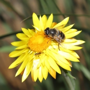 Eristalis tenax at Acton, ACT - 23 May 2021 12:54 PM