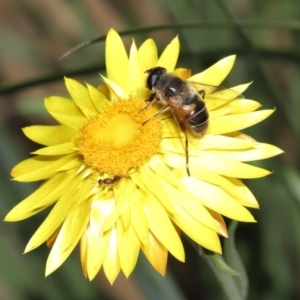 Eristalis tenax at Acton, ACT - 23 May 2021 12:54 PM