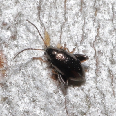 Alticini (tribe) (Unidentified flea beetle) at Downer, ACT - 25 May 2021 by TimL