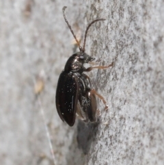 Alticini (tribe) at Downer, ACT - 25 May 2021 11:37 AM