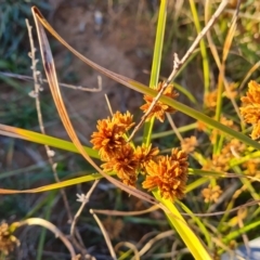 Cyperus eragrostis (Umbrella Sedge) at Isaacs Ridge and Nearby - 25 May 2021 by Mike