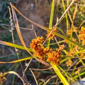 Cyperus eragrostis at Jerrabomberra, ACT - 25 May 2021