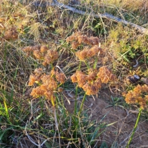 Cyperus eragrostis at Jerrabomberra, ACT - 25 May 2021 04:05 PM