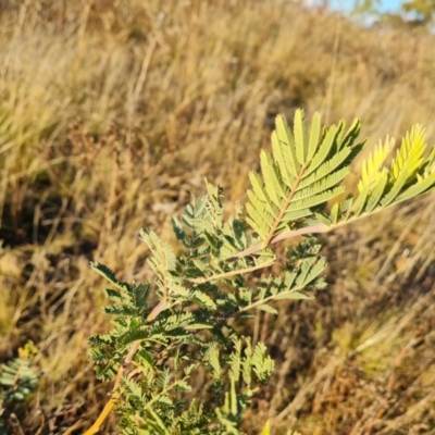 Acacia dealbata (Silver Wattle) at Jerrabomberra, ACT - 25 May 2021 by Mike