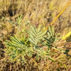 Acacia dealbata at Jerrabomberra, ACT - 25 May 2021