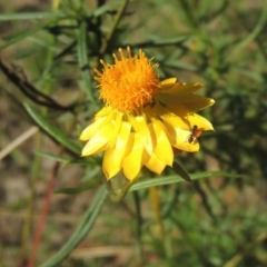 Xerochrysum viscosum (Sticky Everlasting) at Rob Roy Range - 30 Mar 2021 by michaelb