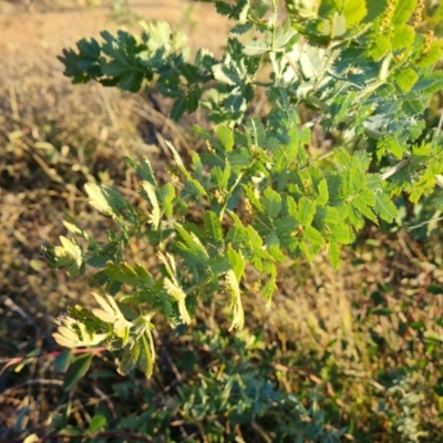 Acacia baileyana (Cootamundra Wattle, Golden Mimosa) at Isaacs Ridge and Nearby - 25 May 2021 by Mike