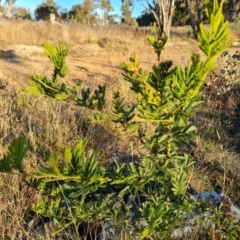 Acacia baileyeana X Acacia decurrens (Hybrid of Cootamundra and Green wattles) at Jerrabomberra, ACT - 25 May 2021 by Mike