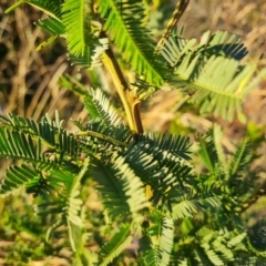 Acacia baileyana x Acacia decurrens at Jerrabomberra, ACT - 25 May 2021