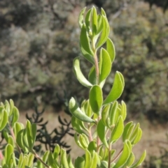 Persoonia rigida (Hairy Geebung) at Rob Roy Range - 30 Mar 2021 by michaelb