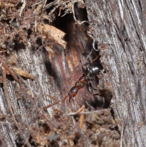 Papyrius nitidus at Downer, ACT - 25 May 2021