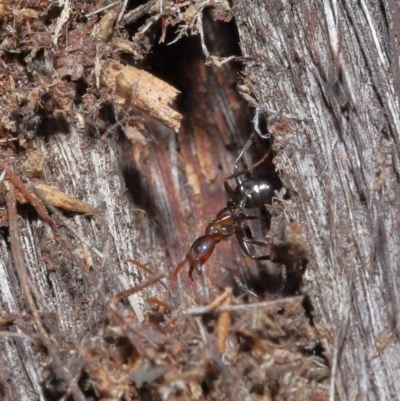 Papyrius nitidus (Shining Coconut Ant) at Downer, ACT - 25 May 2021 by TimL